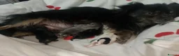 Pomchi perros en venta: Camada de pomchi con pomerania  - Anuncio 7