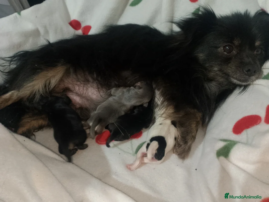Pomchi perros en venta: Camada de pomchi con pomerania  - Anuncio 7