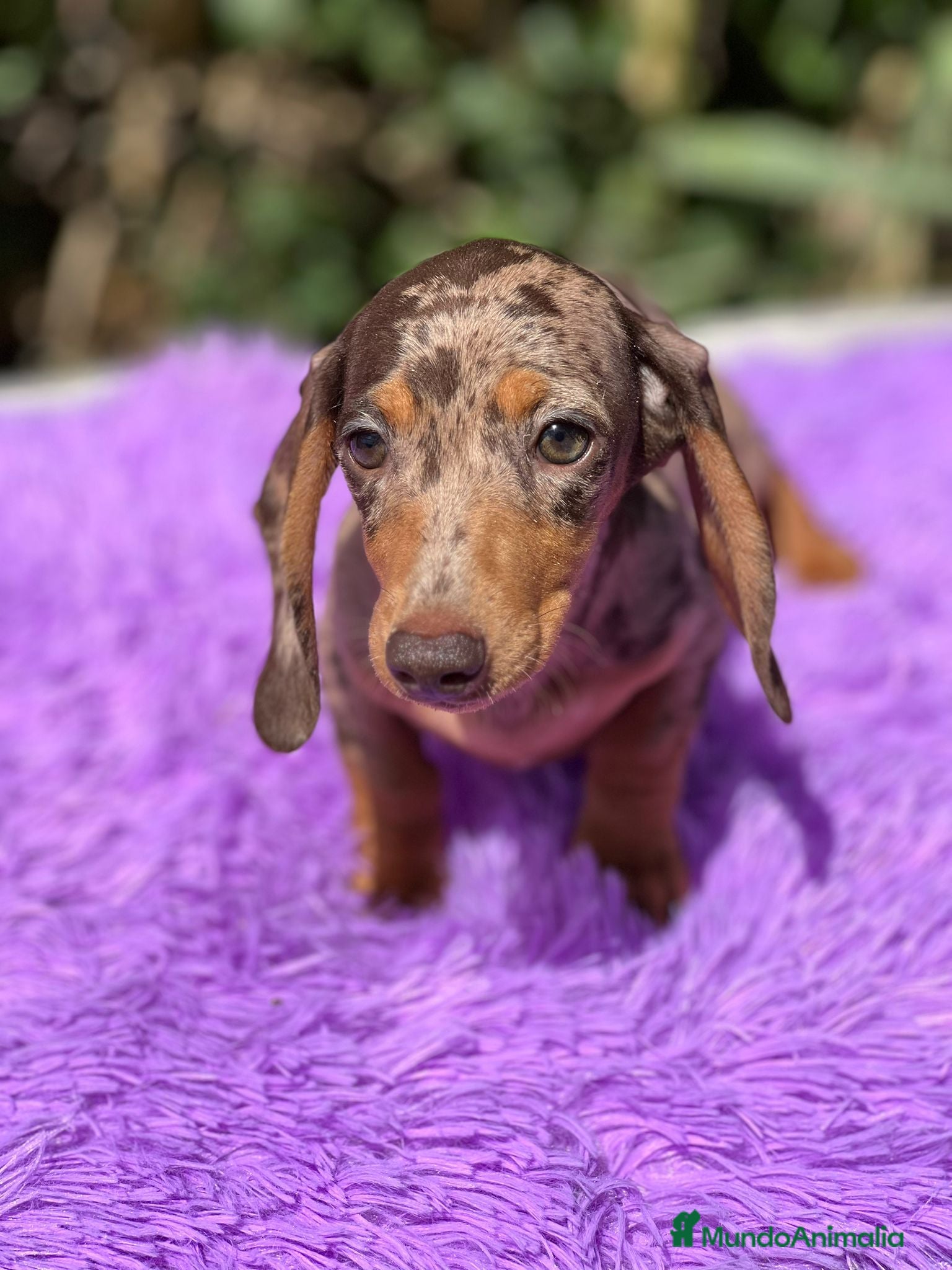 Teckel Miniatura perros Teckel miniatura  - Anuncio 2