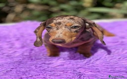 Teckel Miniatura perros en venta: Teckel miniatura  - Imagen 2