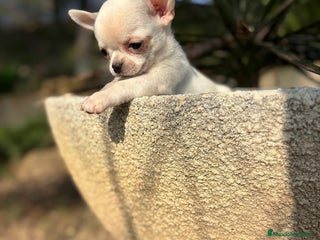 Chihuahua perros Chihuahua Toy para entregar en Diciembre. - Anuncio 3