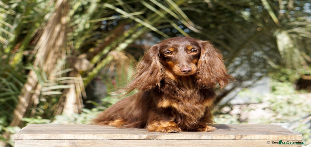 Imagen de galería {{count}}