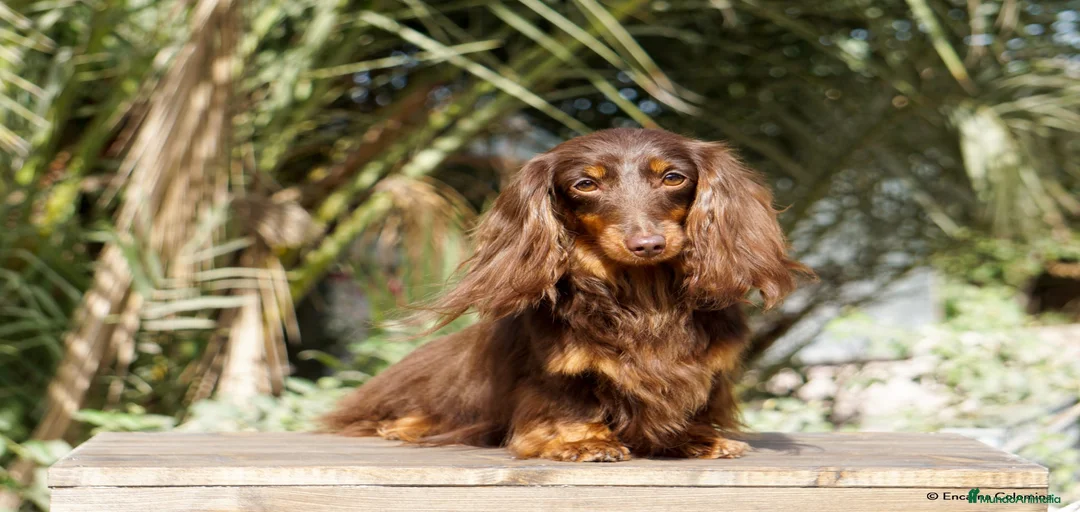 Imagen de galería {{count}}