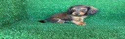 Teckel Miniatura perros en venta: teckel miniatura - Anuncio 11