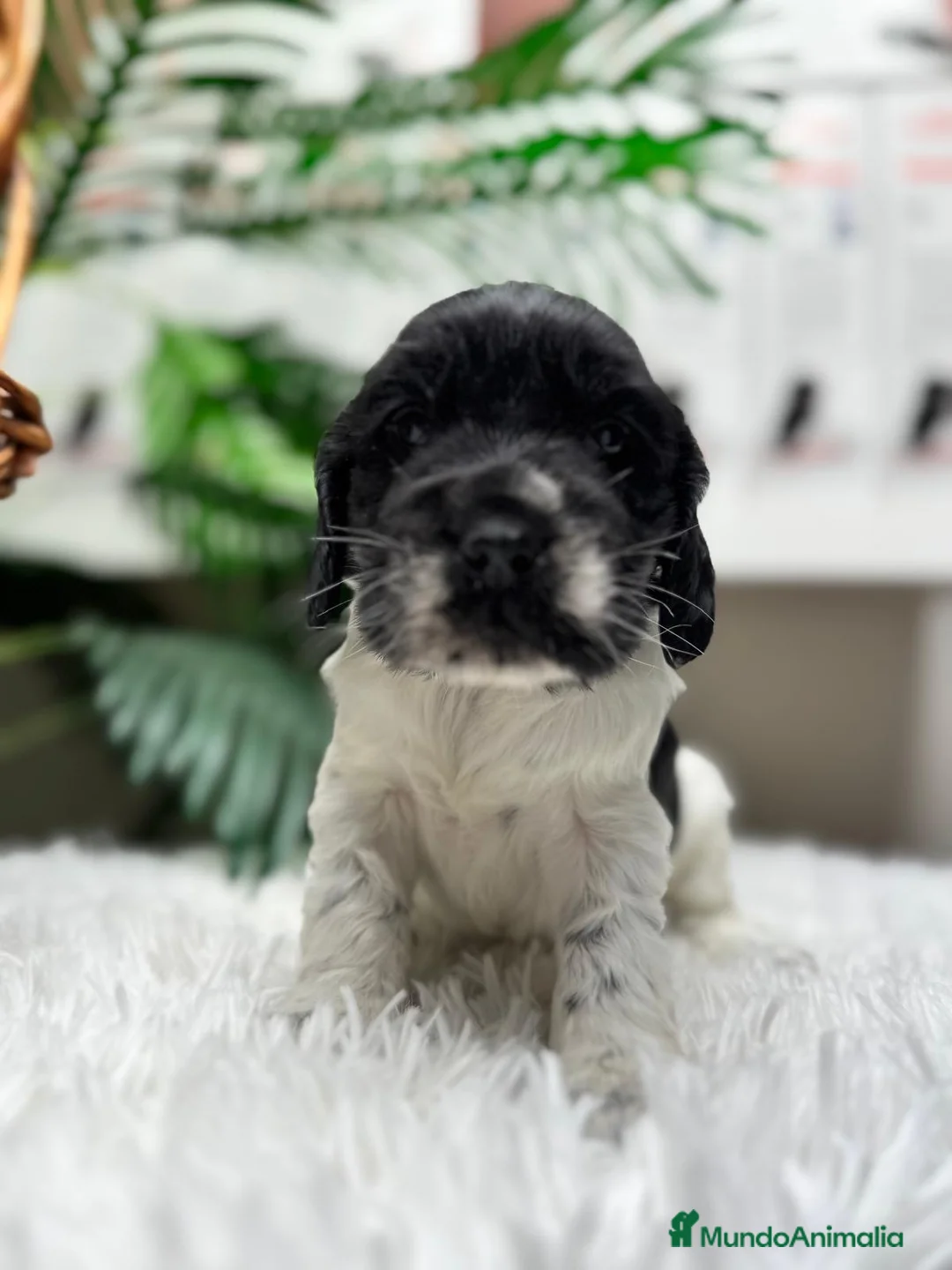 Cocker Spaniel Inglés perros en venta: COCKER SPANIEL INGLES - Anuncio 12