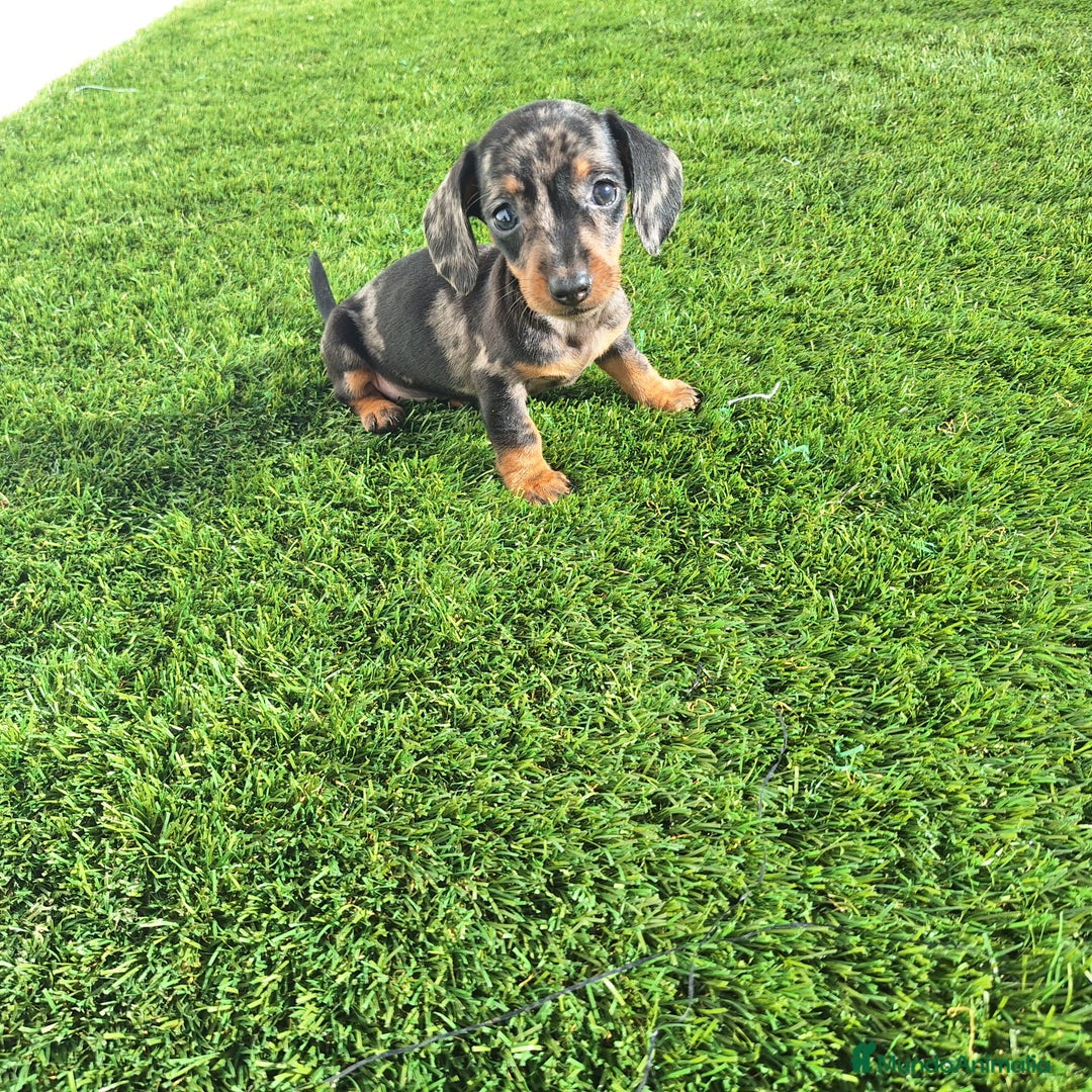 Teckel Miniatura perros en venta: TECKEL KANINCHEN ARLEQUIN  - Anuncio 3