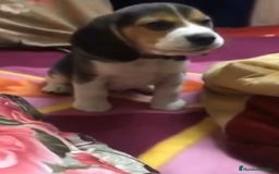 Beagle perros en venta: Beagle tricolor  - Imagen 2