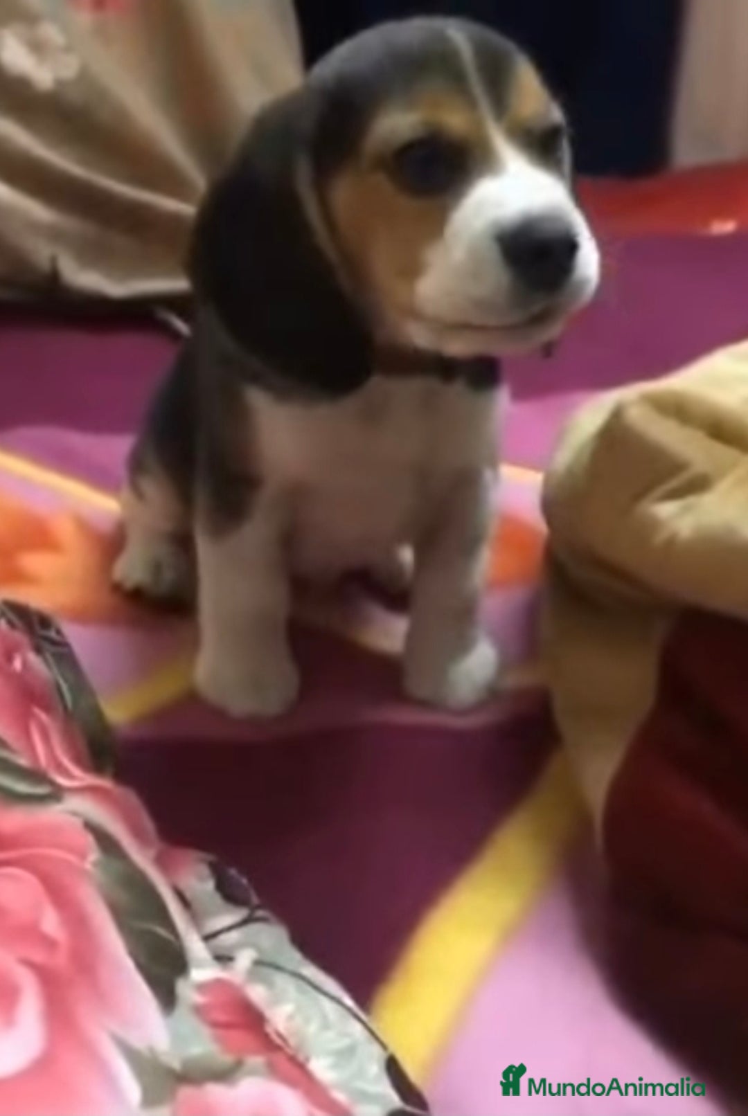 Beagle perros en venta: Beagle tricolor  - Imagen 2