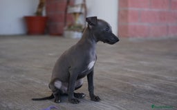 Pequeño Lebrel Italiano perros en venta: 🐾 Sirius y Selena – Galgos italianos blue 🐾 - Imagen 1