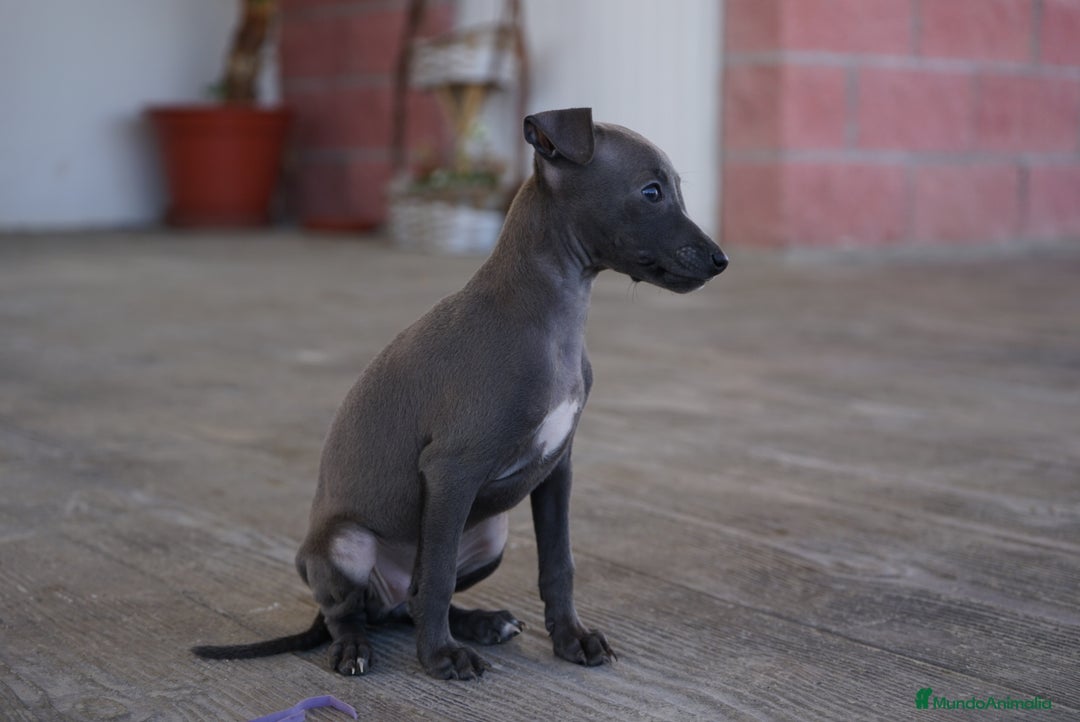 Pequeño Lebrel Italiano perros en venta: 🐾 Sirius y Selena – Galgos italianos blue 🐾 - Imagen 1
