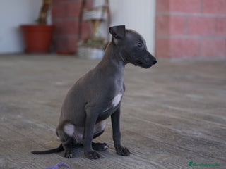 Pequeño Lebrel Italiano perros - Anuncio 9