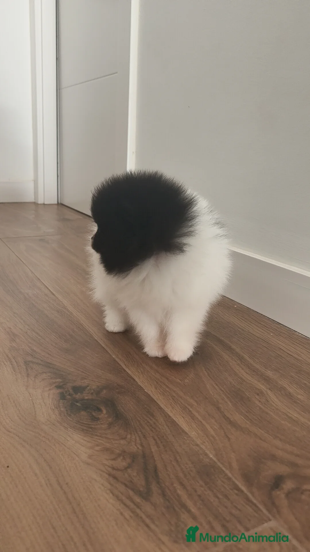 Pomerania perros en venta: Pomerania TOY Party ♀️♂️ - Anuncio 10