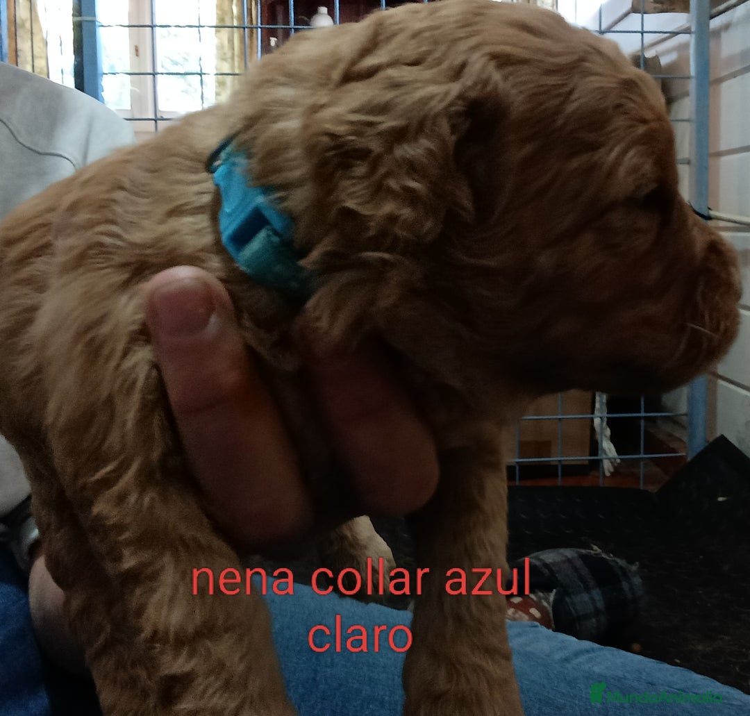 Labradoodle perros en venta: Preciosos cachorros de labradoodle f1b - Anuncio 4