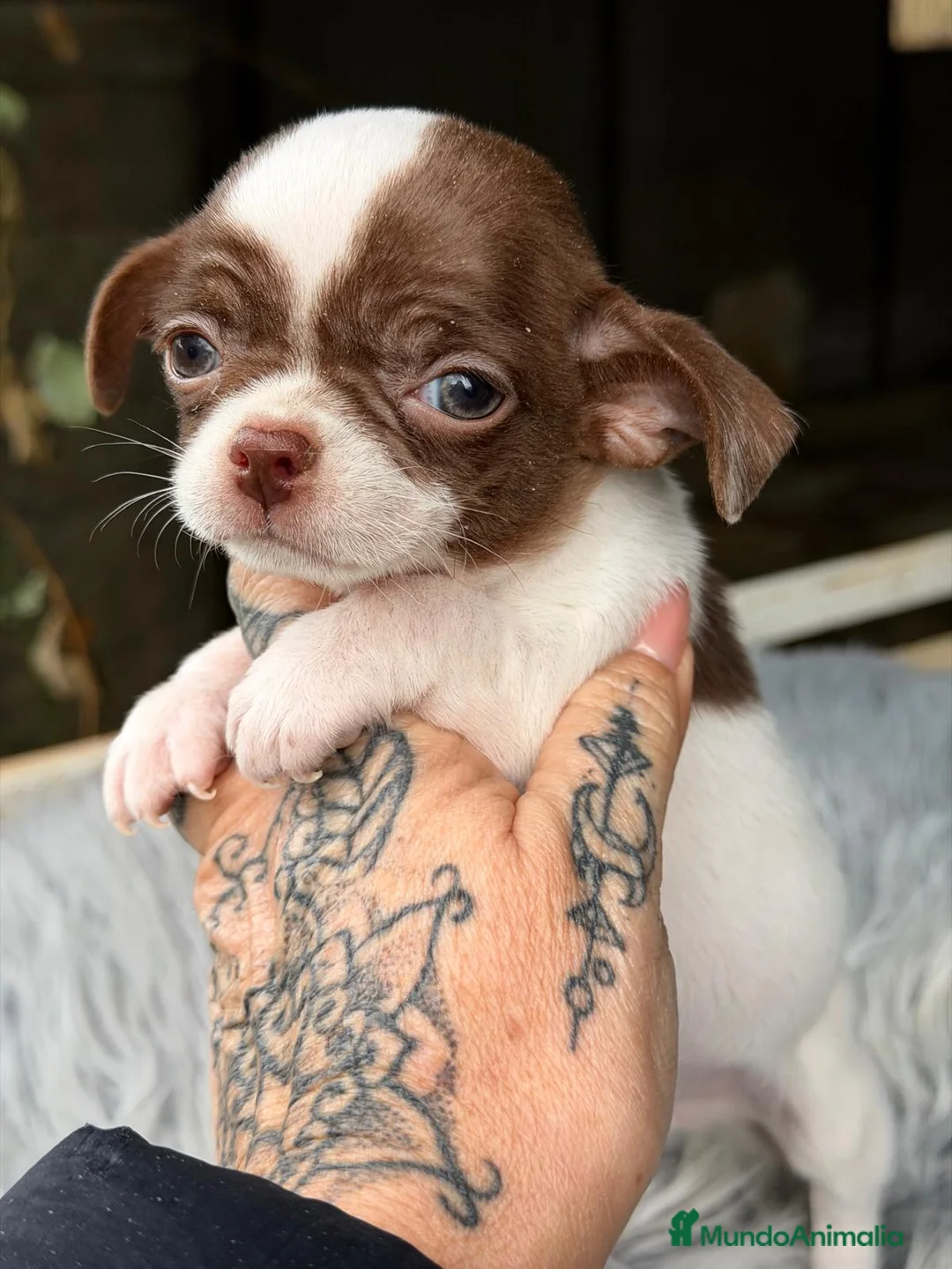 Chihuahua perros en venta: CHIHUAHUA BLANCO Y CHOCOLATE MACHO - Anuncio 6