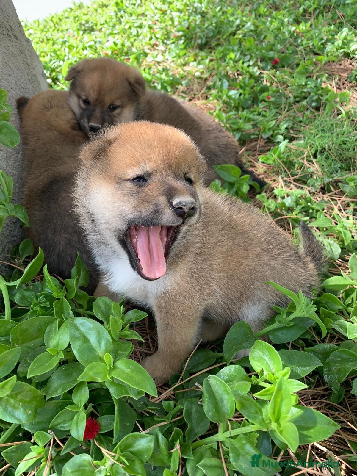 Shiba Inu perros SHIBA INU - Anuncio 4