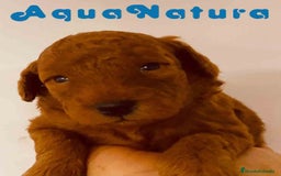 Caniche Toy perros en venta: Cachorros Caniche camada de Pastanaga - Imagen 4