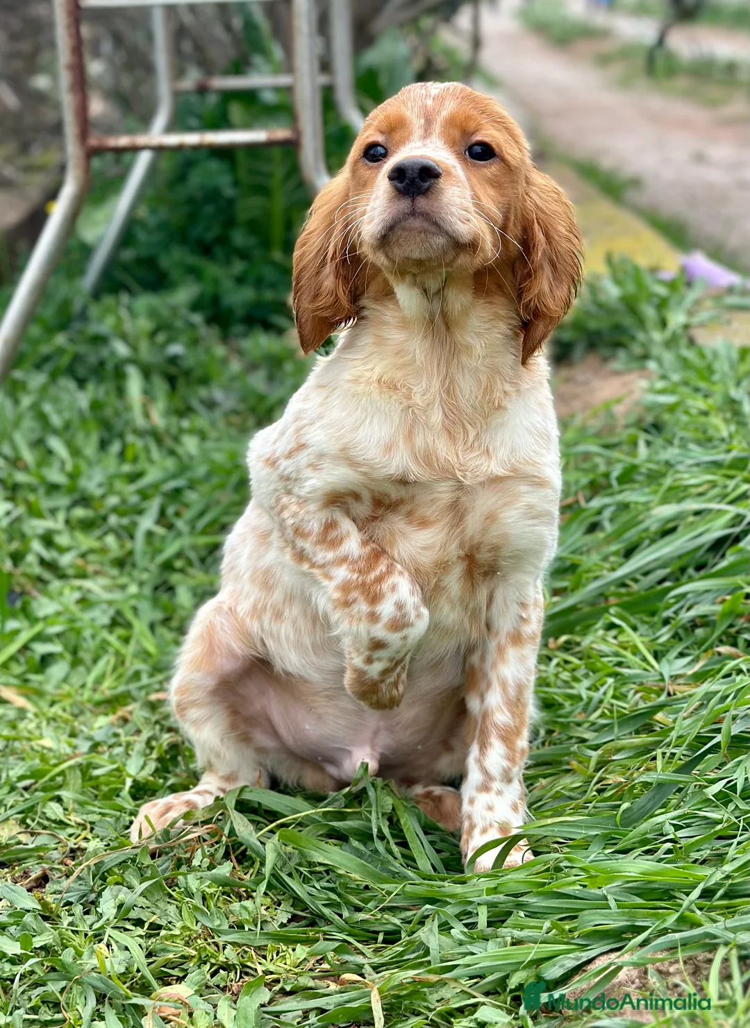 Épagneul Breton perros en venta: BRETÓN ESPAÑOL DISPONIBLES en Barcelona - Anuncio 5