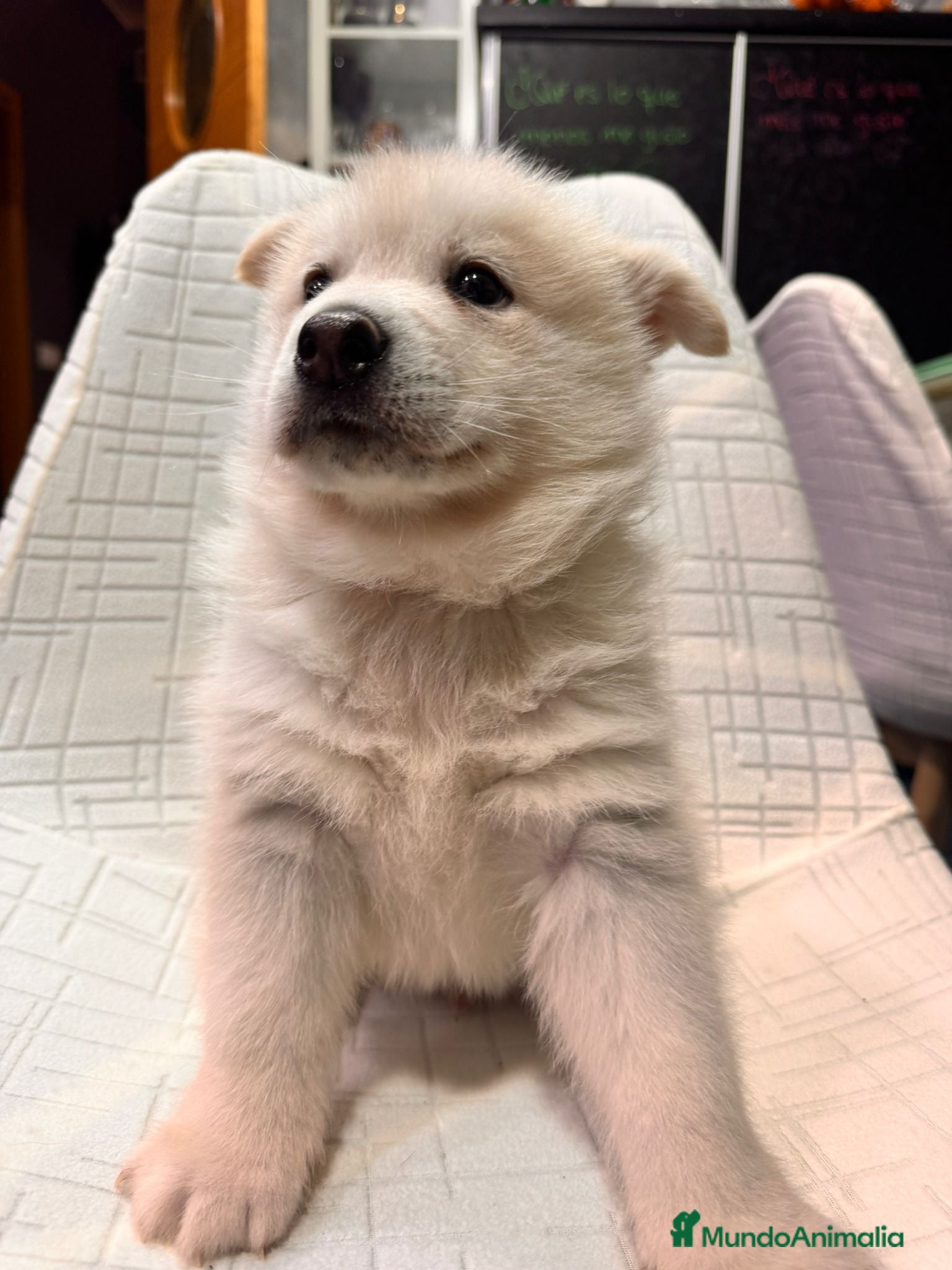 Pomsky perros Cachorro macho de Pomsky buen precio - Anuncio 1