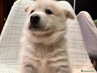 Pomsky perros Cachorro macho de Pomsky buen precio - Anuncio 3