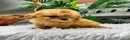 Caniche Toy perros en venta: CANICHE TOY - Anuncio 2
