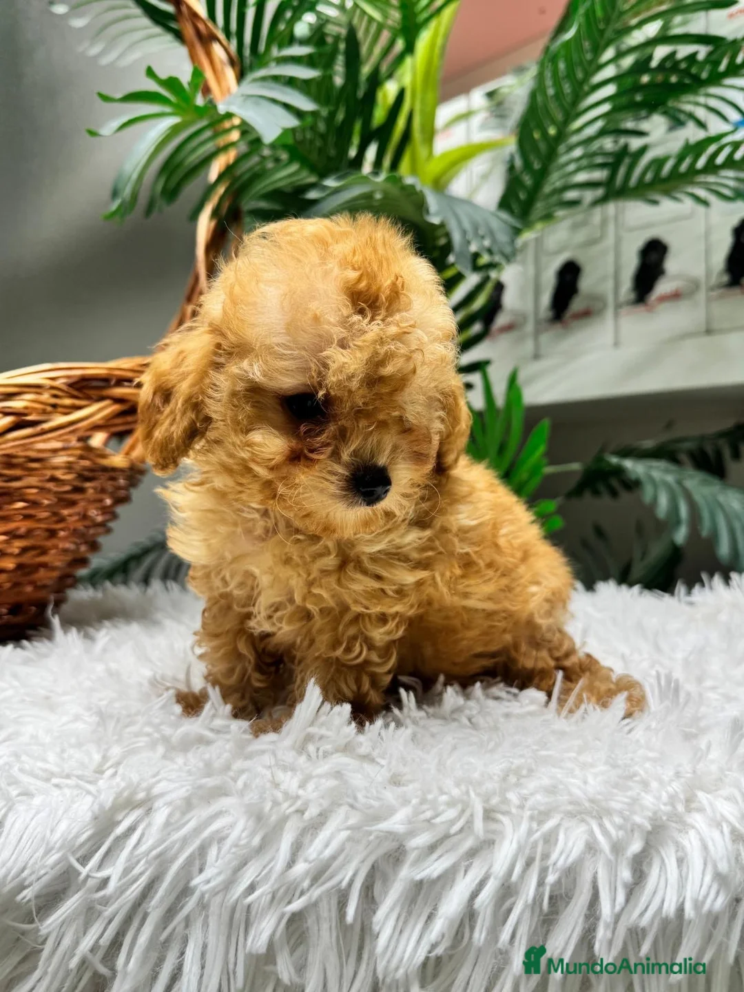 Caniche Toy perros en venta: CANICHE TOY - Anuncio 2
