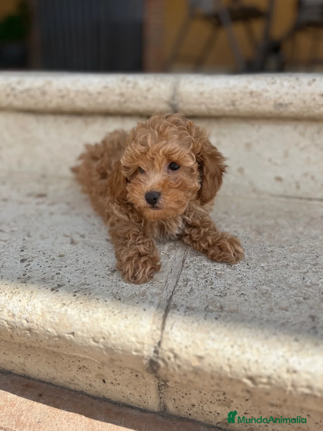 Caniche Toy perros en venta: Caniche  - Anuncio 4