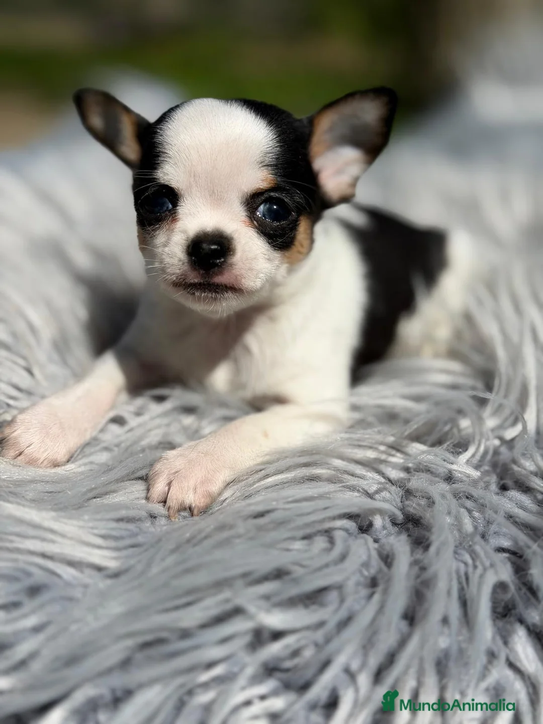 Chihuahua perros en venta: CHIHUAHUA BICOLOR TOY - Anuncio 1