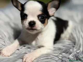 Chihuahua perros CHIHUAHUA BICOLOR TOY - Anuncio 3
