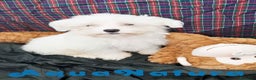 Bichón Maltés perros en venta: Bichon Maltes Macho de Mala 6810 - AQUANATURA en Barcelona - Anuncio 4