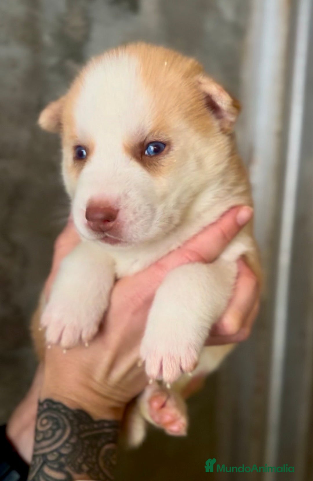 Husky Siberiano perros en venta: Husky de ojos azules  en Barcelona - Imagen 3