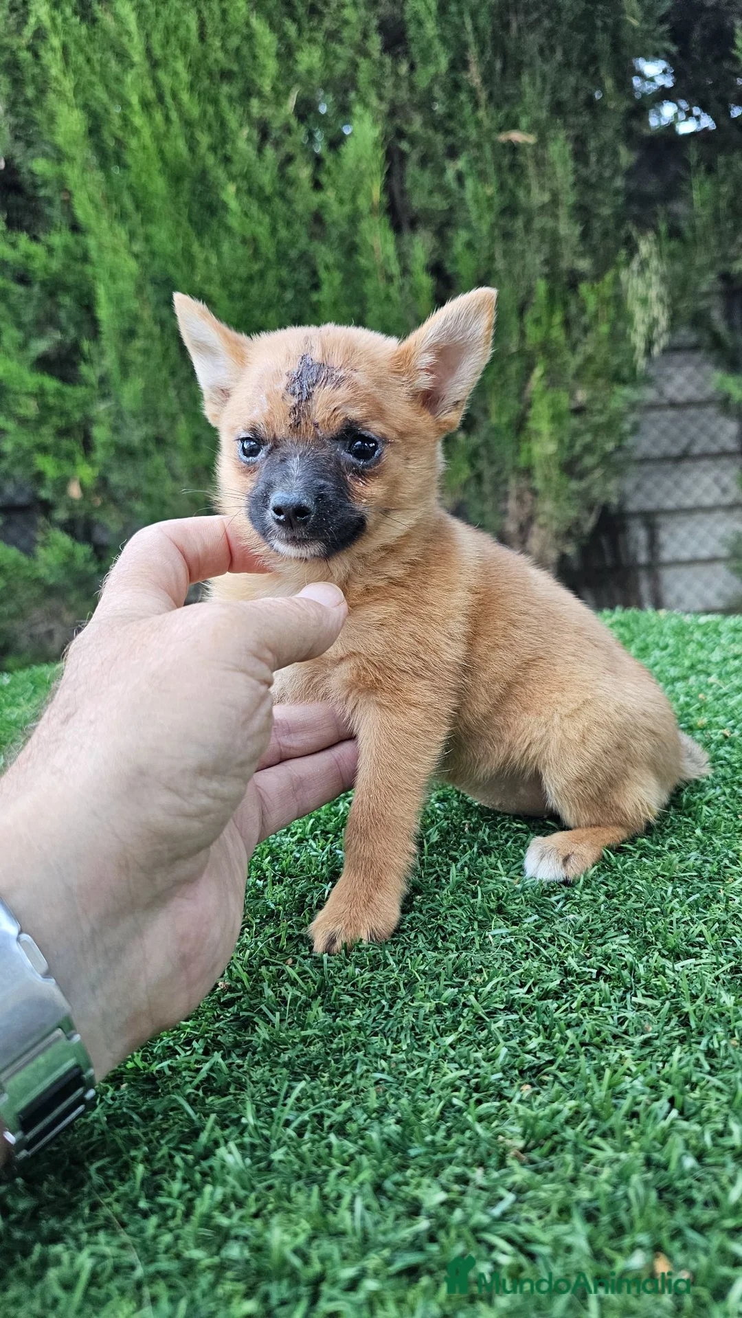 Raza Mixta perros en venta: Preciosa hembra de Ponchyss - Anuncio 5