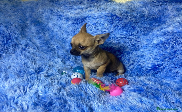Chihuahua perros - Propaganda 1