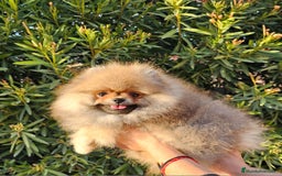 Pomerania perros en venta: MACHITO POMERANIA PRECIOSO - Anuncio 3