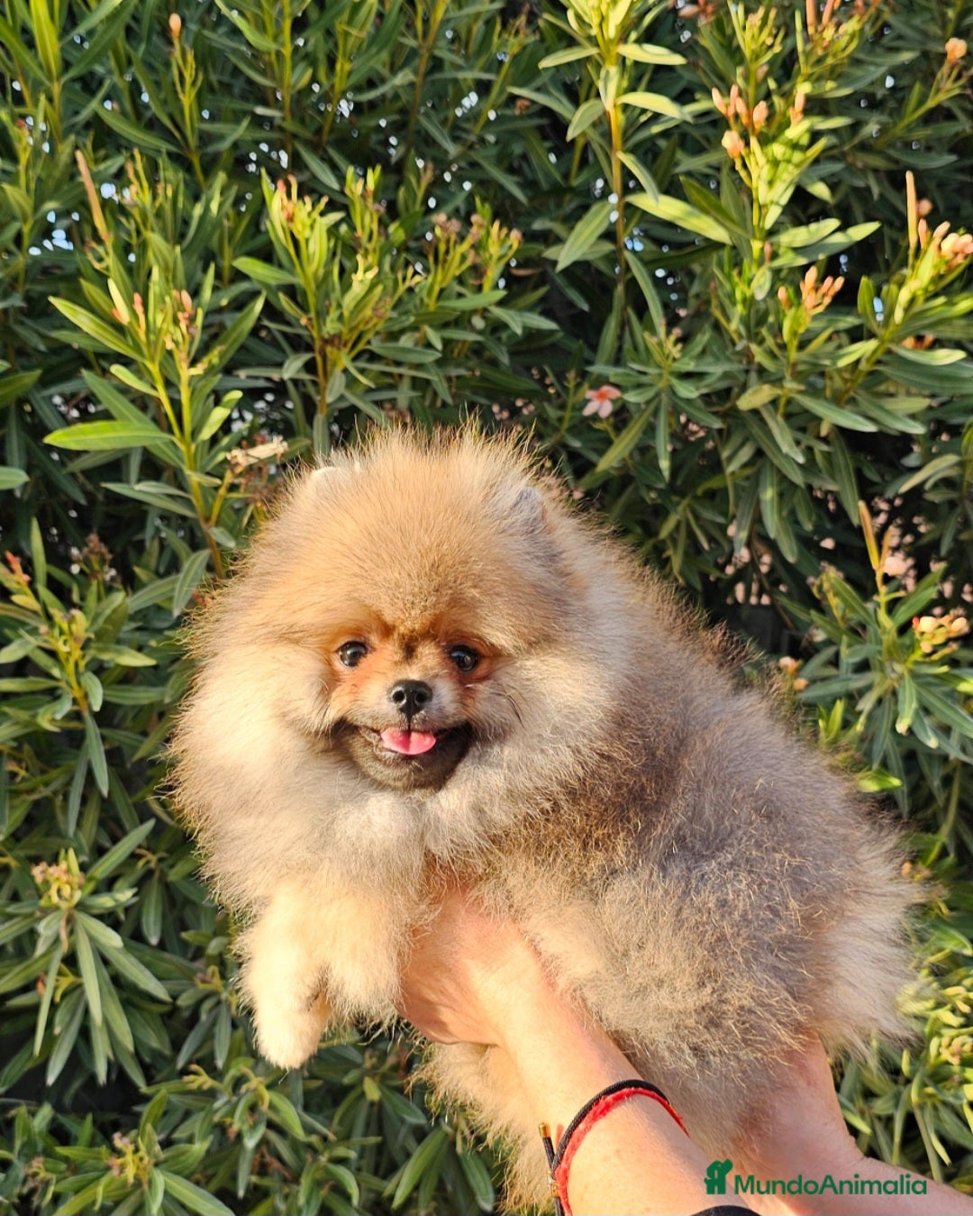Pomerania perros en venta: MACHITO POMERANIA PRECIOSO - Anuncio 3