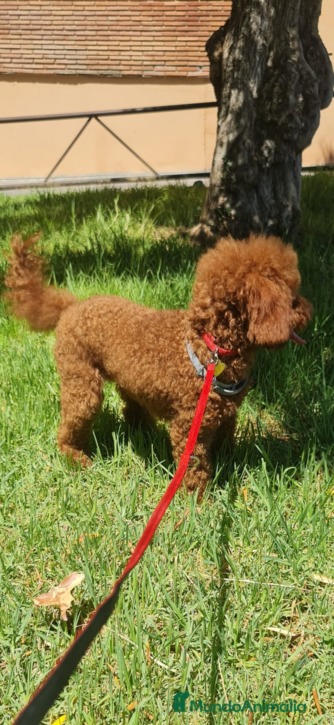 Raza Mixta perros en venta: Cachorros de caniche - Anuncio 4