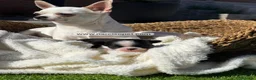 Chihuahua perros en venta: CHIHUAHUA - Anuncio 5