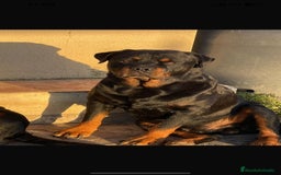 Rottweiler perros en venta: ROTTWEILER, ENTREGA INMEDIATA  - Anuncio 2