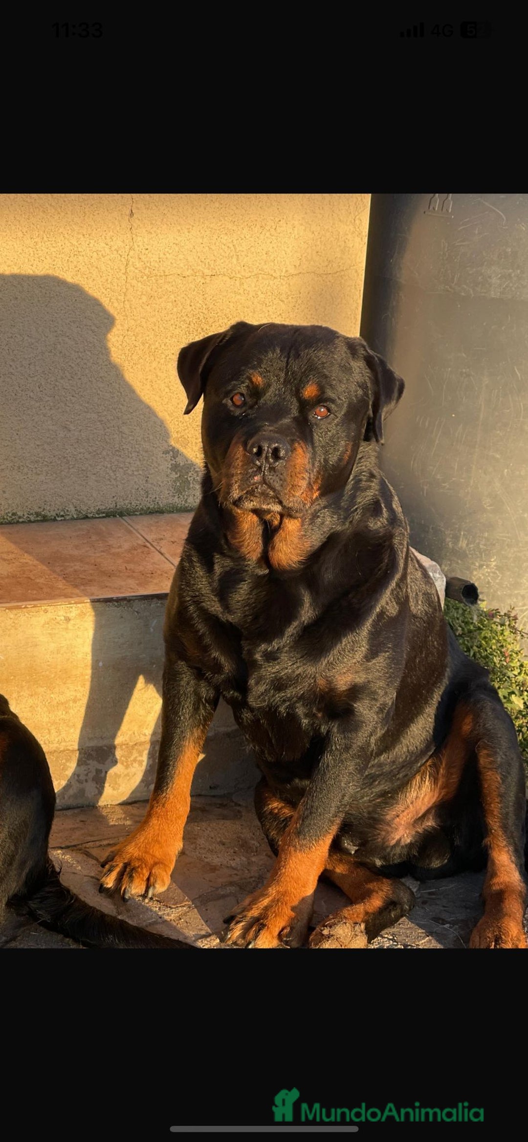 Rottweiler perros en venta: ROTTWEILER, ENTREGA INMEDIATA  - Anuncio 2