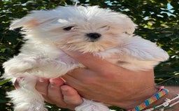 Bichón Maltés perros en venta: Bichon maltés coreana  - Imagen 5