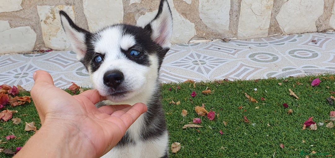 Husky Siberiano perros en venta: Encantadores cachorros Husky Siberiano  - Imagen 19