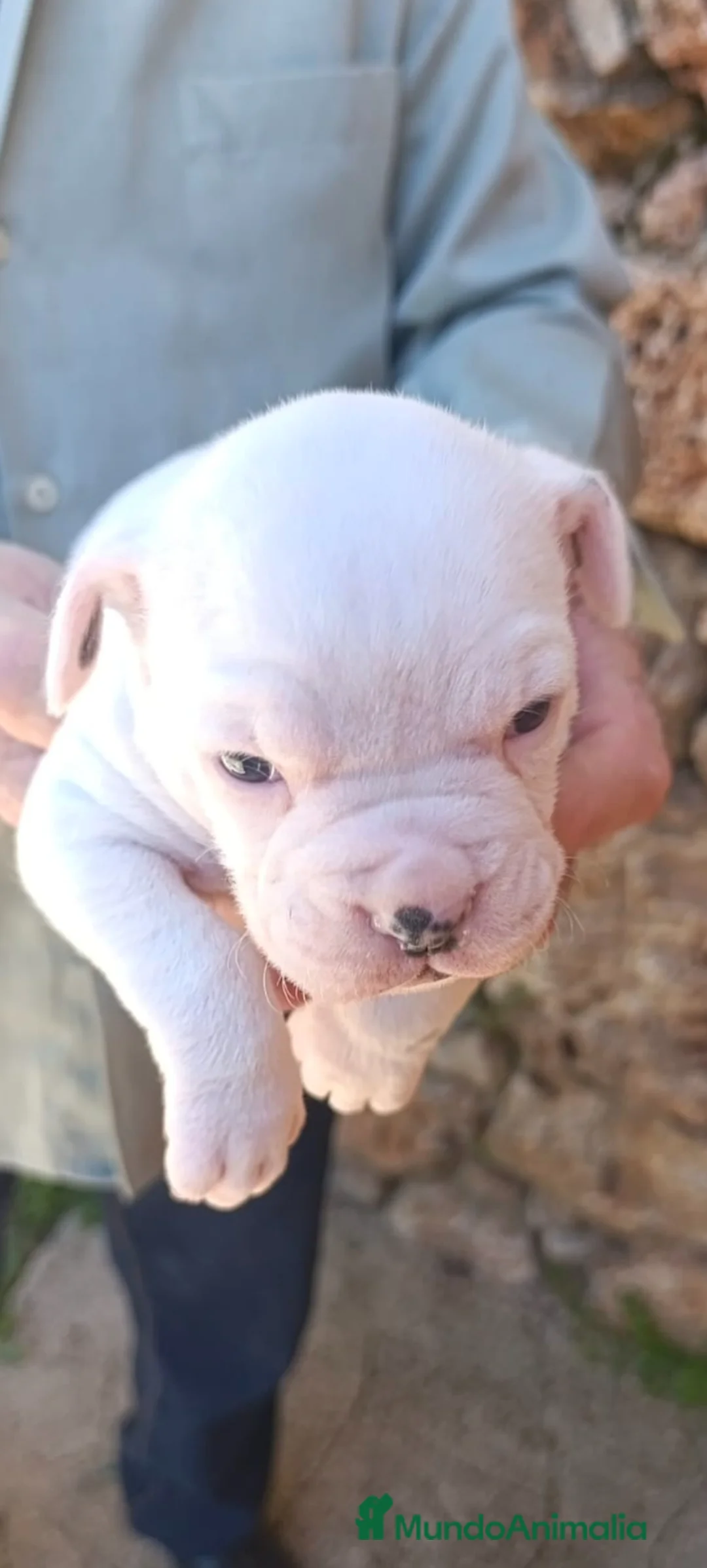 Boxer perros en venta: Macho de boxer  - Anuncio 2