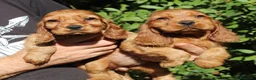 Cocker Spaniel Inglés perros en venta: Cachorros cocker spaniel inglés  - Anuncio 1