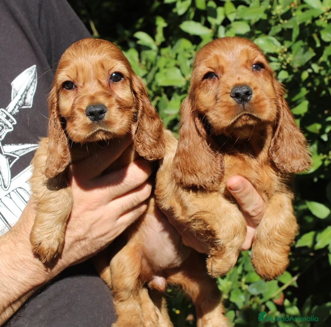 Cocker Spaniel Inglés perros en venta: Cachorros cocker spaniel inglés  - Anuncio 1