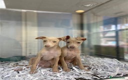 Pequeño Lebrel Italiano perros en venta: Cachorros Piccolo Italiano 650€ ¡PRECIO REAL! - Imagen 4