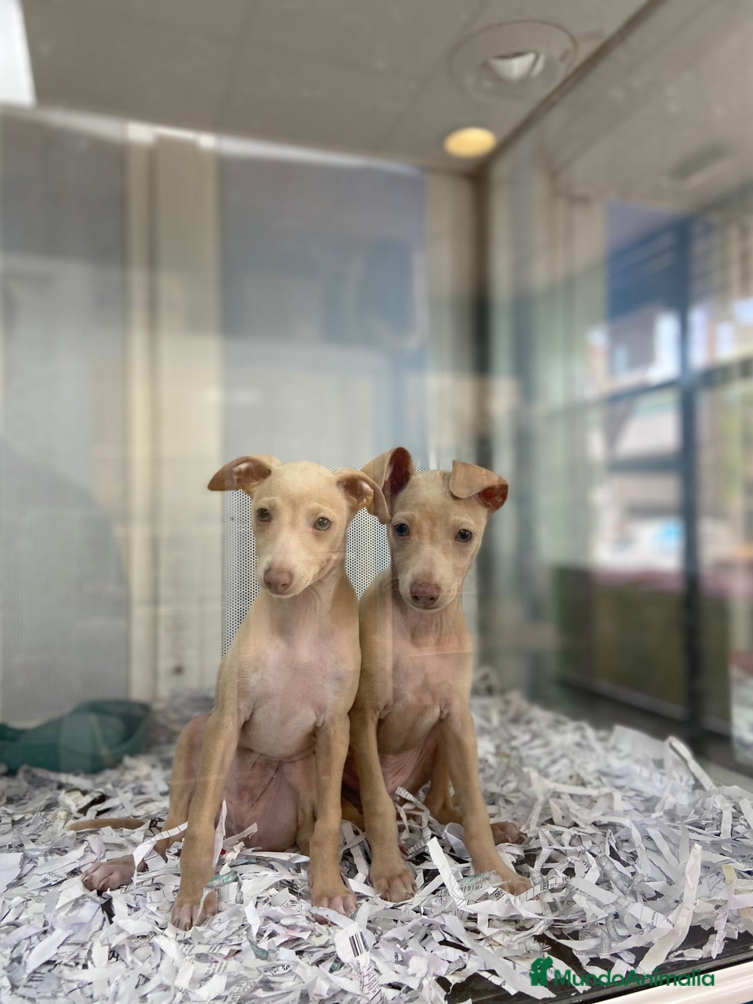 Pequeño Lebrel Italiano perros en venta: Cachorros Piccolo Italiano 650€ ¡PRECIO REAL! - Imagen 4