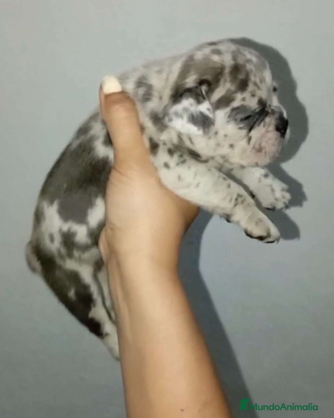 Bulldog Francés perros en venta: Bulldog frances "fotos reales" - Imagen 3