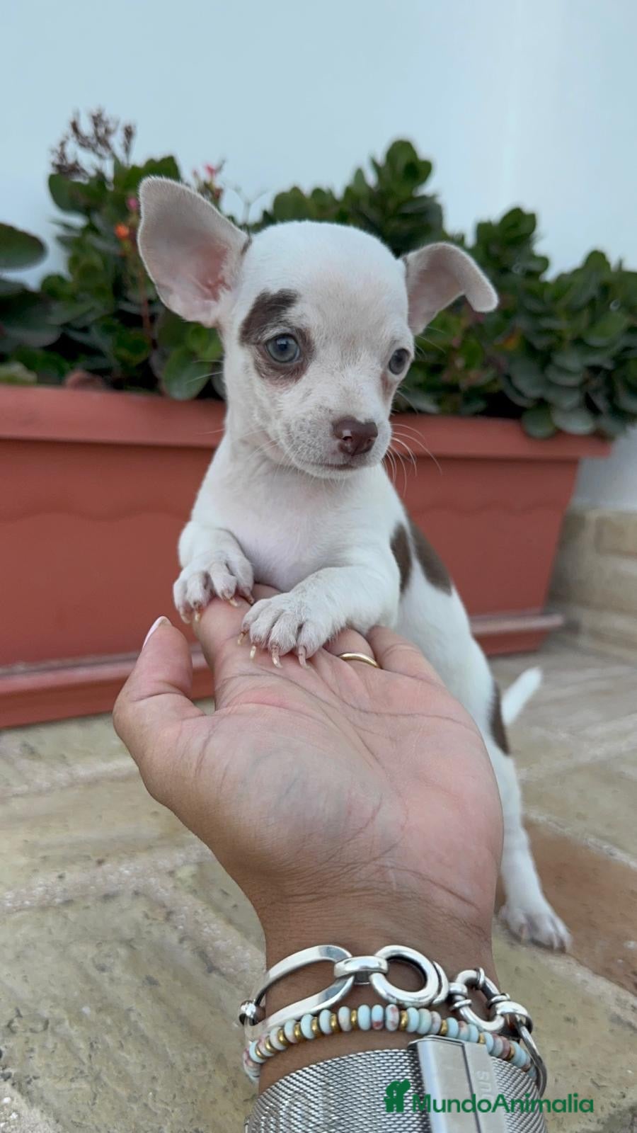 Chihuahua perros CHIHUAHUA MACHO  - Anuncio 7