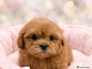 Shihpoo perros ShihPoo Cachorritos dorados y rojos - Anuncio 1