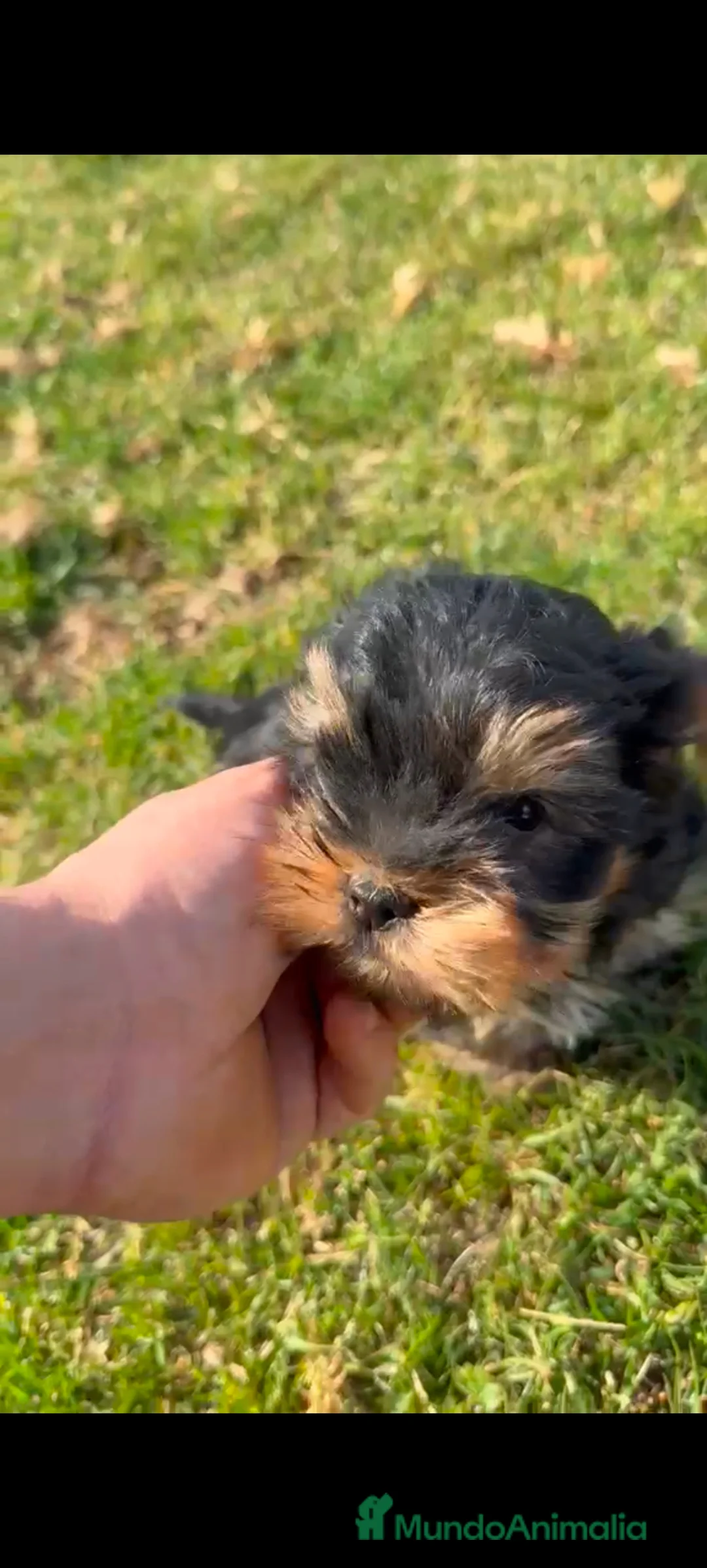 Yorkshire Terrier perros en venta: Macho de Yorsay Toy disponible  - Anuncio 4