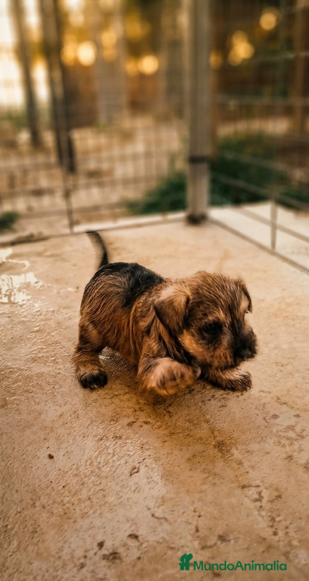 Schnauzer Miniatura perros en venta: Camada Luna Schnauzer - Anuncio 2